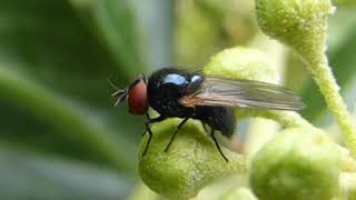 Lauxaniid Fly  Lauvfluger  Lauffluga  Svört blaðfluga  Flugur  Skordýr  Smásæi heimurinn [upl. by Atikram]