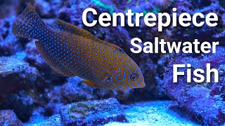 17 Centrepiece Saltwater Fish For EVERY Size Tank [upl. by Ynez]