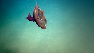 Vampire Squid  Nautilus Live [upl. by Ozen]