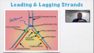 Chapter 12B  DNA Replication [upl. by Ahseekan298]