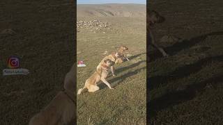 Kangal dogs attacking wolves⚠️👿 shorts  youtubeshorts [upl. by Nomyaw]