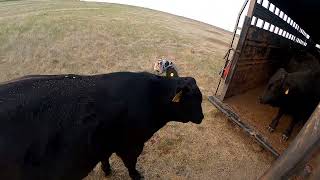 Trailer Loading 8 Yearling Bulls with Stoney a Hangin Tree Cowdog  Dagley Ranch Life Episode 25 [upl. by Ennairoc]