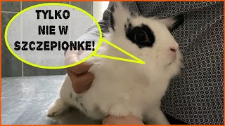 💉SZCZEPIENIE KRÓLIKÓW 🐇 vlog z wizyty u weterynarza [upl. by Vyky]