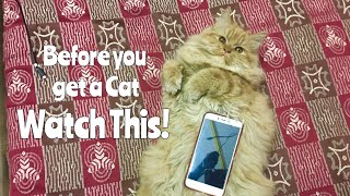 BEFORE YOU GET A PERSIAN Cat WATCH THIS  Wildly Indian [upl. by Peoples690]