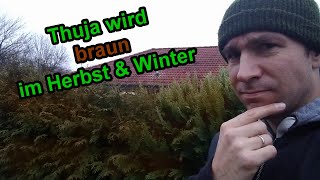 Thuja wird braun im Herbst amp Winter Was tun [upl. by Butler274]