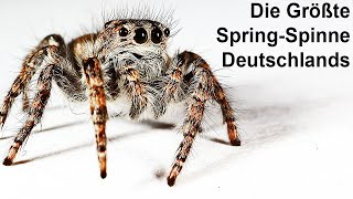 SpringSpinne gefunden  Schau was sie gemacht hat [upl. by Tattan]