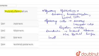 Structurally olfactory cells are [upl. by Aire]