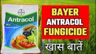 antracol fungicide content  propineb 70 wp  byeer antracol fungicide use in hindi [upl. by Aikrehs]