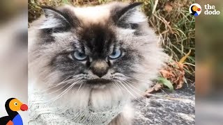 Grumpy Cat Explains Why Winter is THE WORST  The Dodo [upl. by Ynettirb]