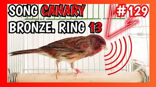 129 • Song Canary bronze Number ring 13  Canario bronce cantando Anilla número 13 [upl. by Weixel]