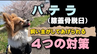 【小型犬の子犬を飼い始めた方必見】パテラ（膝蓋骨脱臼）の予防と飼い主が出来る４つの対策【パピヨン 犬 ノエルくん】 [upl. by Sair233]