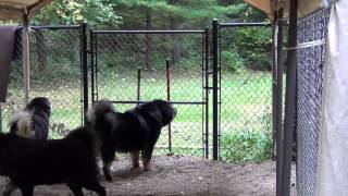 Tibetan Mastiffs barking at the fence [upl. by Nuahs]