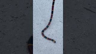 I found a CORAL SNAKE coralsnake herping herpetology venomous professional floridasnakes [upl. by Ham855]