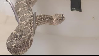 University of Arizona research COVID19 deaths linked to enzyme also found in rattlesnake venom [upl. by Brown]