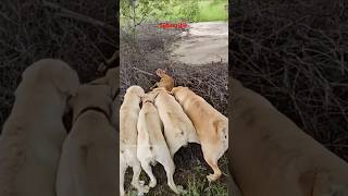 Kaalu Or Roxi  Chota Bachha He Voanimalsneedpeople pets labrador animals dog shorts doglover [upl. by Thin]