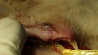 A cat has a malar abscess Pt 2 [upl. by Yanehc]