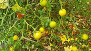 Poncirus trifoliata citronečník trojlistý [upl. by Adhern964]