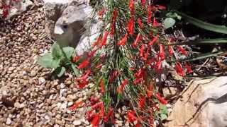 Red Fire Cracker Fern Russelia equisetiformis  Lisas Landscape amp Design quotPlant Pick of the Dayquot [upl. by Bilac819]