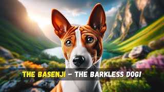 The Basenji  The Barkless Dog [upl. by Iphlgenia]