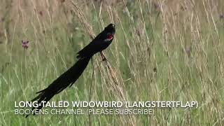 Longtailed Widowbird Langstertflap [upl. by Fry927]