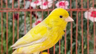 Beautiful Canary Bird Singing Training Singh Song For Canaries [upl. by Eanahc398]