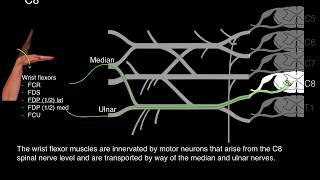 Myotomes and Peripheral nerves [upl. by Ama]