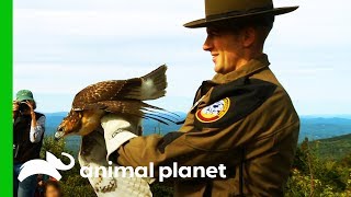 Releasing A Red Tailed Hawk Back Into The Wild  North Woods Law [upl. by Lamonica]