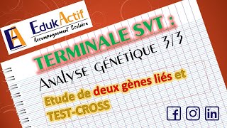 Lanalyse génétique  Terminale Spécialité SVT  Partie 33 Deux gènes liés et TestCross [upl. by Cutlip]