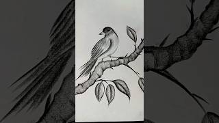 Beautiful ❤🥰 Bird Art Video  Pencil Draw 🌸 YouTube ▶️ [upl. by Notsehc225]