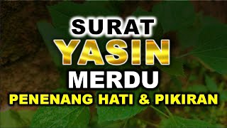 MUROTTAL ALQURAN MERDU SURAT YASIN MERDU MENYENTUH HATI MUROTTAL ALQURAN PENENANG HATI DAN PIKIRAN [upl. by Sigmund]