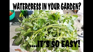 WATERCRESS IN YOUR GARDENits so easy wwwcrackerbooksfr [upl. by Drawyah259]