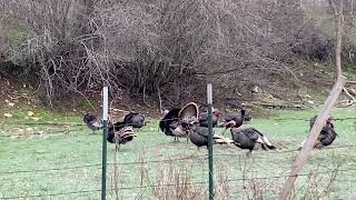 Merriams Turkey in Washington State [upl. by Skier326]