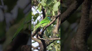 Blue Throated Barbet birdphotography birds wildlifephotography birdlovers birding 4k [upl. by Giorgi112]