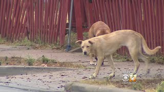 Dallas Animal Services Cracking Down On Irresponsible Dog Owners [upl. by Rastus109]