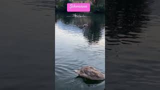 entenundschwäne wildtiere swanlake duck animals wildlife swanfamily relax [upl. by Robina]