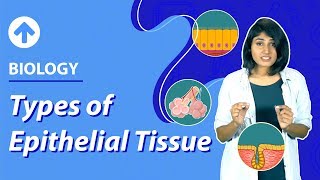 Types of Epithelial Tissues  Structural Organisation In Animals  Biology  Class 9 [upl. by Adelind769]