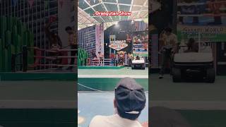 Orangutan 🦧 Muay Thai Show 🇹🇭 Safari World 1 orangutanshow safariworldbangkok muaythai [upl. by Nilloc]