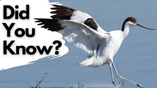 Things you need to know about the AVOCET [upl. by Drawoh870]