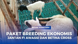 HARGA DOMBA PAKET BREEDING EKONOMIS JANTAN F1 AWASSI DAN BETINA CROSS [upl. by Tibbs88]