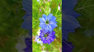 Nigella Damascena flowers shortsnaturetrending [upl. by Acireit453]