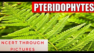 Plant kingdom 06PTERIDOPHYTES Class 11 CBSE NCERT  NEET  NCERT through pictures Part 1 [upl. by Nnaeoj]