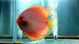 Discus Hans USA maybe pairs March 4 part 2 [upl. by Roddy573]