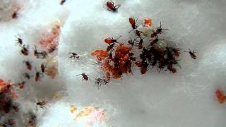 Milkweed Bug Hatchlings Oncopeltus fasciatus [upl. by Sanchez132]