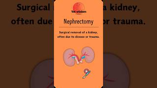 Nephrectomy The Essentials of Kidney Removal [upl. by Aneeuq]