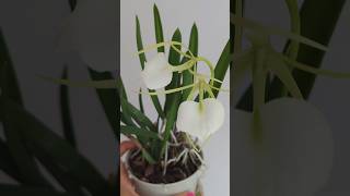 🌸 Brassavola Nodosa  Easiest to Grow Cattleya Species [upl. by Karina]