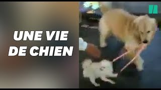 Ce chien cleptomane a tenté de voler un autre chien [upl. by Fineberg]