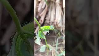 Melanitis leda – Common Evening Brown caterpillarnature wildlife [upl. by Eelrahc810]