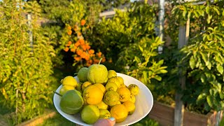 My 3 years Tamarillo tree dead  harvesting guava fruits 🍂🇦🇮 [upl. by Ashbaugh432]