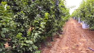 New Queen plum 50 tons per hectar 17 harvest [upl. by Couchman]