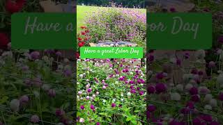 Gomphrena globosaeasy to grow from seed [upl. by Calendre]